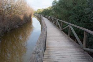 Laguna-de-Medina-Espacios-Naturales-Cadiz-002